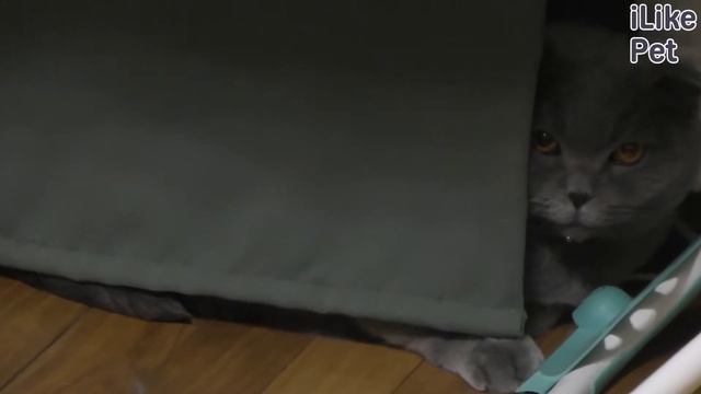 6 положений хвоста кошки, как показатели ее настроения смотреть онлайн