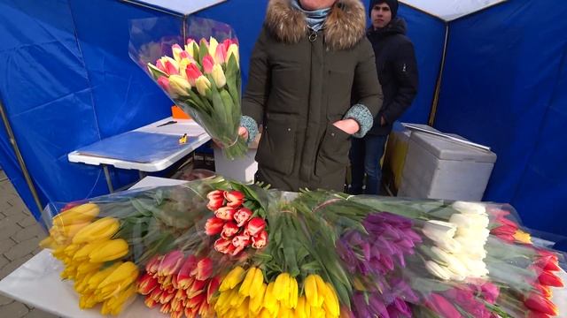 Цены на цветы к 8 марта 2020 года Минск. Где выращивают тюльпаны на продажу? смотреть онлайн