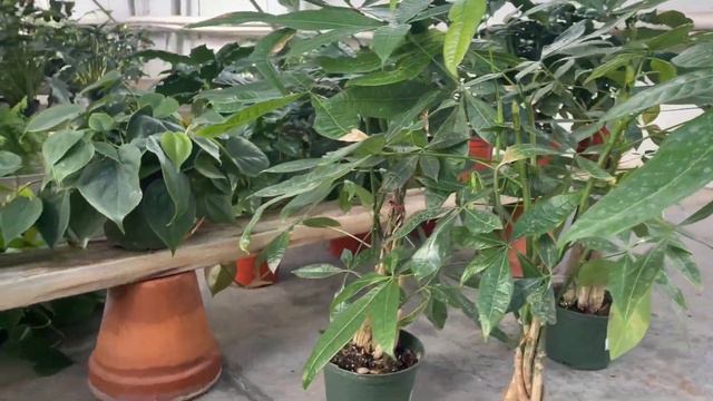 Plant Shop with Me! All Houseplants 30% Off смотреть онлайн