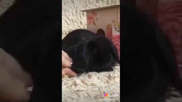 Кролик Мини Лоп смотреть онлайн