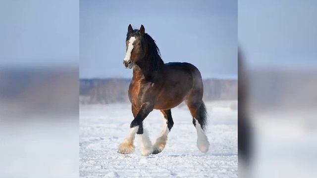 Буко Паршенко (Лэ Ромэнса запиём) смотреть онлайн