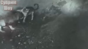 ТИГР В ДЕЛЕ / Тигр против собаки льва медведя кабана и слона