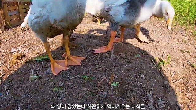 #41.『거위 성장 스토리』 19부.내가 거위들과 영역을 나눈 이유? (# 거위, 고양이) смотреть онлайн