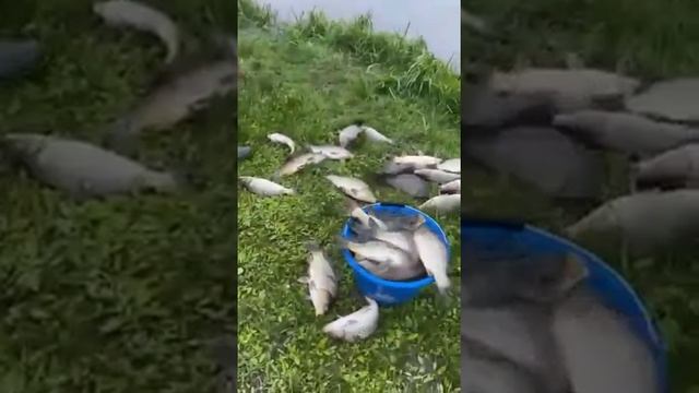 супер клёв карпа в Капустино смотреть онлайн