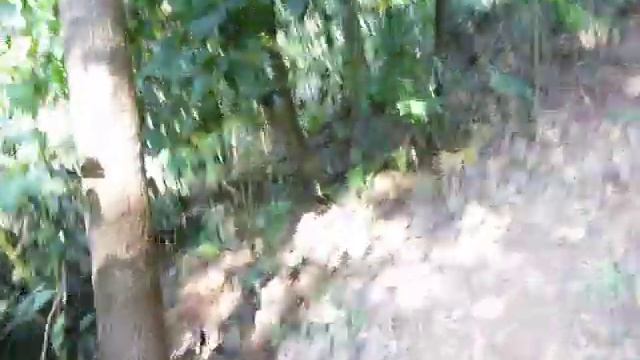 Баньян дерево смотреть онлайн