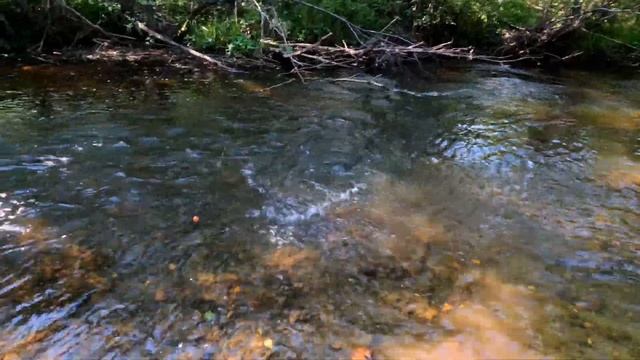 Все самые лучшие моменты с летней рыбалки 2021! Только ловля хариуса и ленка, ничего лишнего! смотреть онлайн