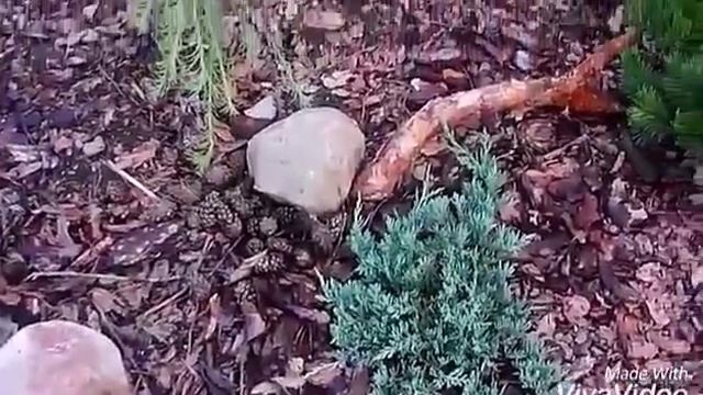 Сосны-самосейки в композиции из хвойников смотреть онлайн