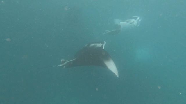 Скаты Манта в Ханифару Бэй 4К смотреть онлайн