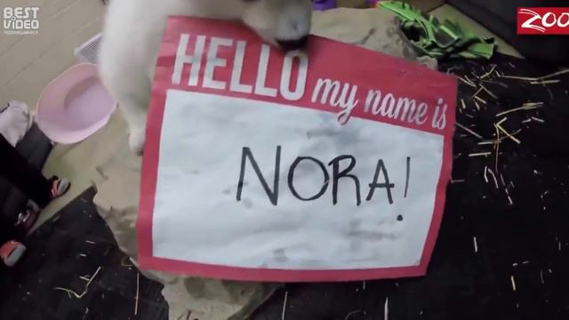 Мишка милашка белый медведь умный смотреть онлайн