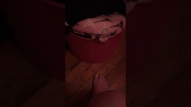 A failed interview with cats. смотреть онлайн