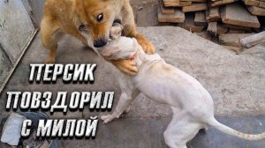 Перс подрался с Милой Фотосессия хвостатых. Зефирку ЗАБИРАЮТ  В ГЕРМАНИЮ Нашли умирающего Хаски