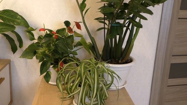 Комнатные растения #Полив и #удобрение #комнатных растений / Секреты моего #ухода смотреть онлайн