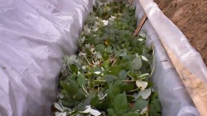 Устройство теплой грядки