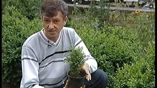 Удачный сезон - самшит смотреть онлайн