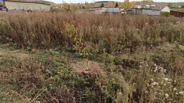 По-моему это дуб красный. Почти замкнул кольцо деревьев вокруг участка. смотреть онлайн