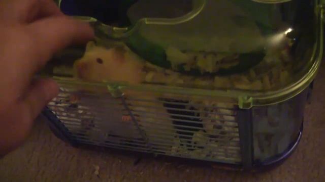 Хочу на волю