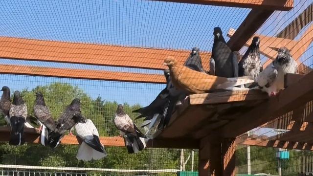 Обзор молодняка в питомнике "Казинка" +7(910)251-02-38 смотреть онлайн
