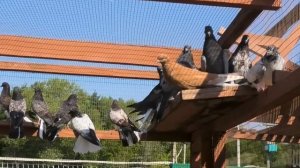 Обзор молодняка в питомнике "Казинка" +7(910)251-02-38