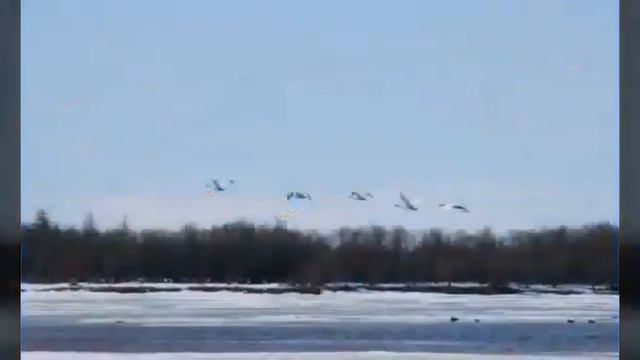 Халыма , Халыма учугэй да клип👏👏👏👍👍👍 смотреть онлайн