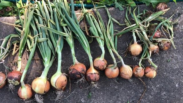 Лук Эксибишен: что получилось из моего эксперимента смотреть онлайн