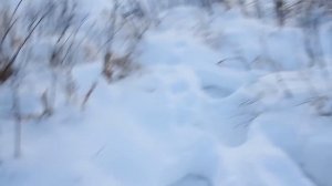 Хатка бобра зимой