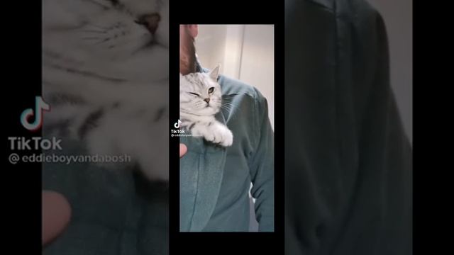 Котейка смотреть онлайн