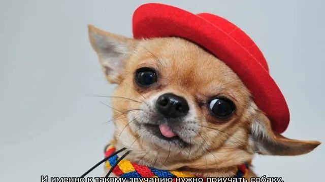 Прикольные клички для собак: необычные имена смотреть онлайн