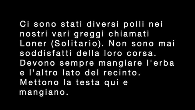 Poggio a Caiano/Charlottesville - Sister Cities in Stereo смотреть онлайн