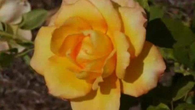 C днем рождения ТАТЬЯНА и много роз!! смотреть онлайн
