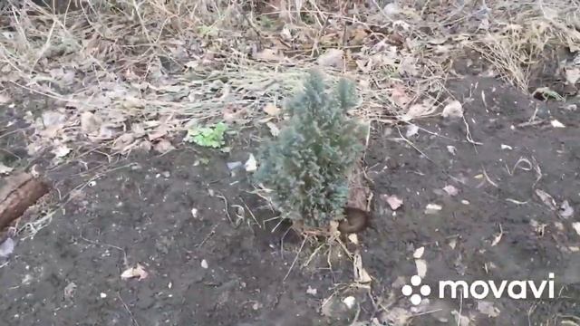 МОИ ХВОЙНЫЕ ДЕРЕВЬЯ ПОСЛЕ ЗИМЫ... смотреть онлайн