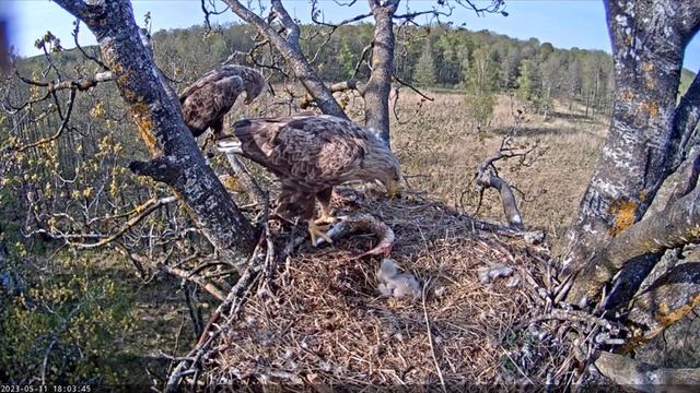 Гнездо орлана-белохвоста в Эстонии