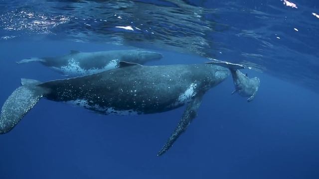 Humpback Whales Swimming In Tonga