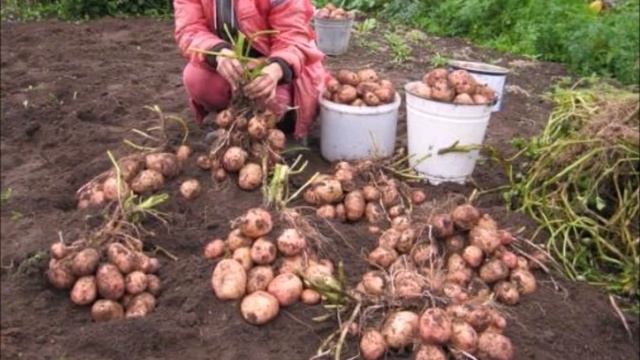 Картофель Луговской - народный любимец с рекордной урожайностью! Более 500 кг с 1-й сотки