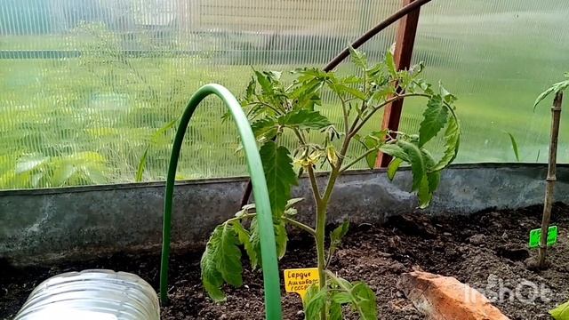 В Подмосковье заморозки. Живы ли томаты в теплице? ? смотреть онлайн