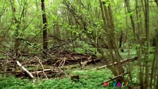 Грибы в мае Саркосцифа Строчок Трутовик куриное мясо смотреть онлайн