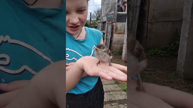 а у нас под крышей воробьи живут! смотреть онлайн