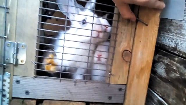 Кролики - это не только ценный мех.... Алиса знакомится с кроликами. На даче у бабушки и дедушки. смотреть онлайн