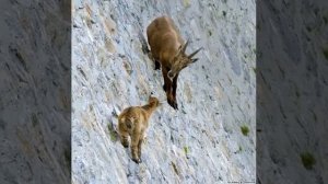 Не зря их называют горными козлами.
Впечатляющее зрелище, как горные козлы, не боясь крутых склонов