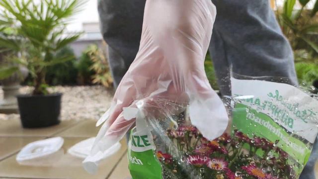 Kapaster Nelke Goldmargerite Schönste Geburtstags Blumen Schale pflanzen Aster Nelke Gold Margerite смотреть онлайн