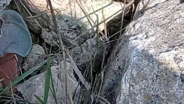 ЗМЕИ в Севастополе😬 смотреть онлайн