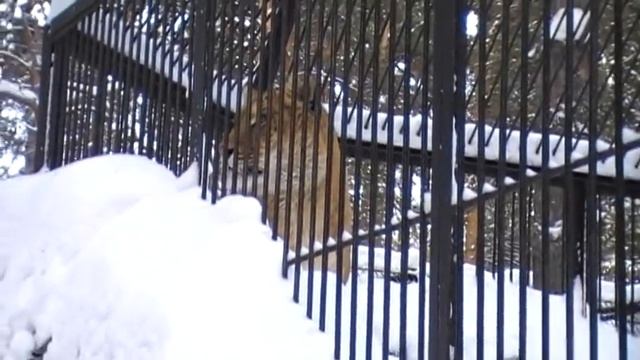 Liger Novosibirs Zoo ЛИГР - гибрид льва и тигрицы