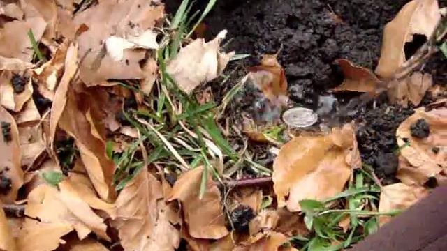 Digging a silver Rosie смотреть онлайн