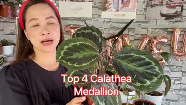 RARE PLANTS COLLECTIONS 2021 + My Top 10 Plants + Prices & Plant Shop #rareplants #wishlistplants смотреть онлайн