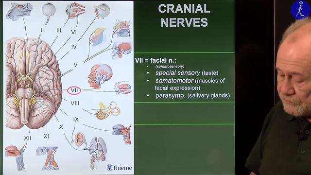 4th week: Parts of the nervous system. Peripheral nervous system. смотреть онлайн