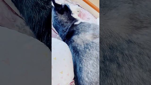 #доброеутро ? #семья #здравствуйте #котенок #собаки #животные #кошка #хаски #джекрассел #утро #дома смотреть онлайн