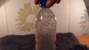 Разведение мошки Дрозофилы. Идеальный корм для маленьких домашних животных.