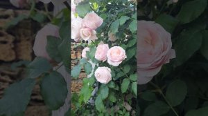 Роза Бийе ду