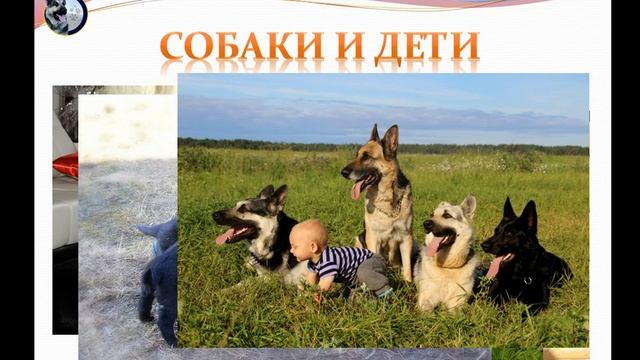 Ответы на вопросы будущих владельцев собак смотреть онлайн