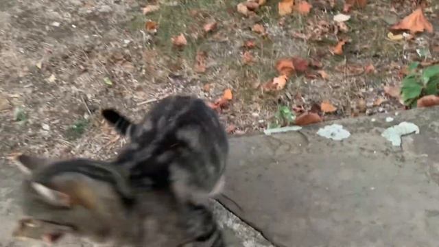 На пенсию в Болгарию// Примерно так и проходит сейчас каждый мой день. Чем я занимаюсь пока тут? смотреть онлайн