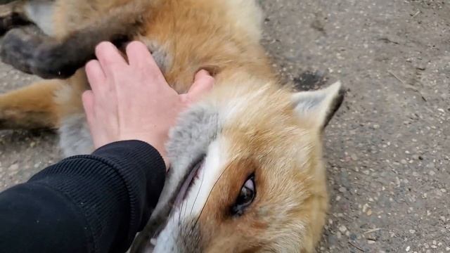 The foxes that say HEHEHE смотреть онлайн